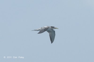 Tern, Swift (juv) @ Straits of Singapore