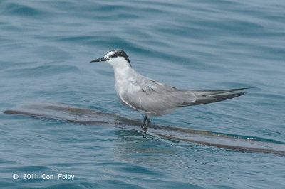 Tern, Aleutian @ Straits of Singapore