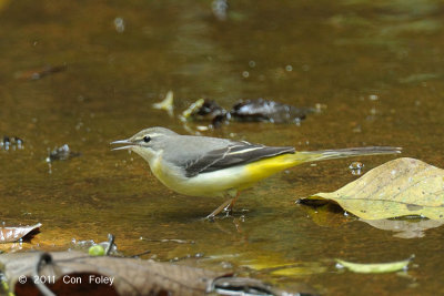 Wagtail, Grey @ Central Catchment