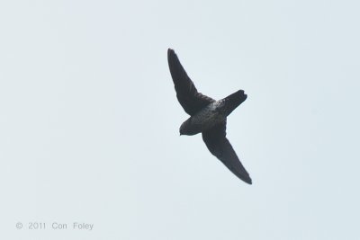 Swiftlet, Glossy
