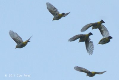 White-eye, Everett's