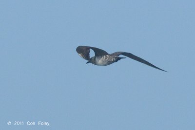 Skua, Long-tailed @ Straits of Singapore