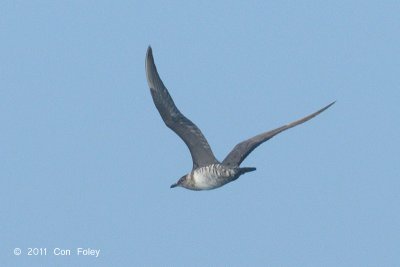 Skua, Long-tailed @ Straits of Singapore