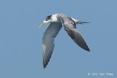 Tern, Swift @ Straits of Singapore