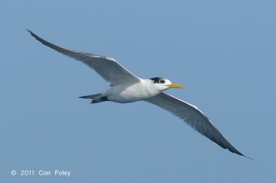 Tern, Lesser Crested @ Straits of Singapore