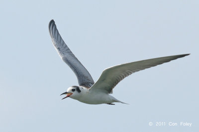 Tern, White-winged (juv) @ Kranji