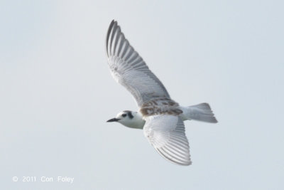 Tern, White-winged (juv) @ Kranji