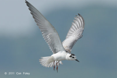 Tern, White-winged @ Kranji