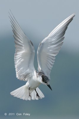 Tern, Whiskered @ Kranji