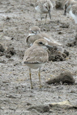 Plover, Greater Sand