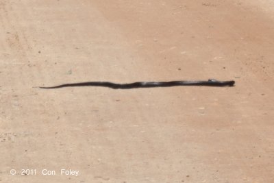 Equatorial Spitting Cobra