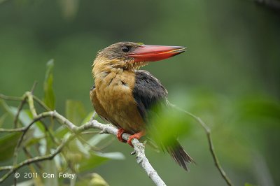 Kingfisher, Stork-billed @ Sungei Buloh