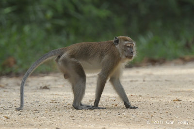 Macaque, Long-tailed