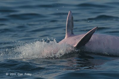 Indo-pacific Humpback Dolphin