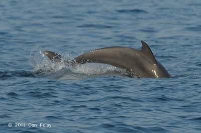 Indo-pacific Bottlenose Dolphin