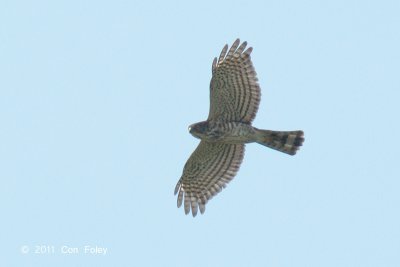 Sparrowhawk, Japanese (juv) @ Seletar