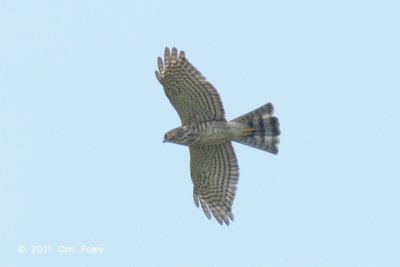 Sparrowhawk, Japanese (juv) @ Seletar