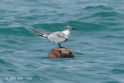 Tern, Aleutian @ Malacca Straits