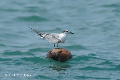 Tern, Aleutian @ Malacca Straits