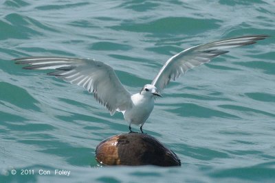 Tern, Aleutian @ Malacca Straits