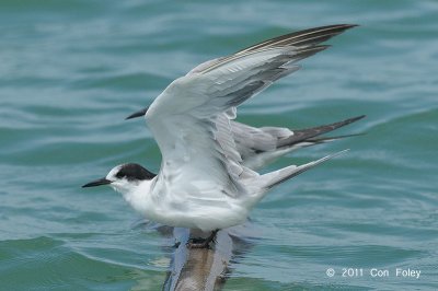 Tern, Common @ Malacca Straits