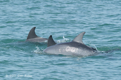 Indo-pacific Bottlenose Dophin @ Malacca Strait