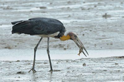 Adjutant, Lesser @ Parit Jawa