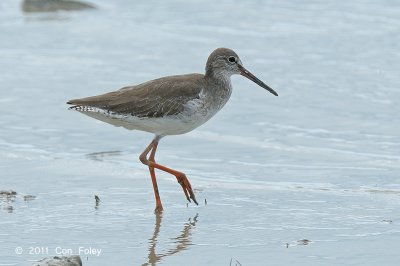 Redshank, Common @ Parit Jawa