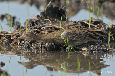 Watercock (female) @ Sungei Balang