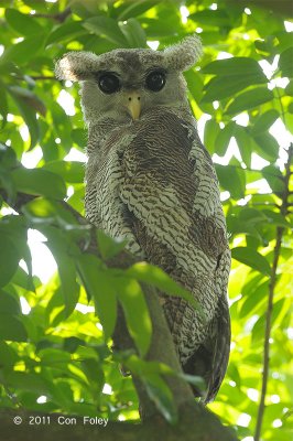 Owl, Barred Eagle (juvenile)