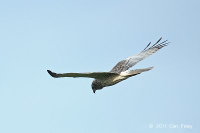 Harrier, Eastern Marsh (subadult male) @ Changi