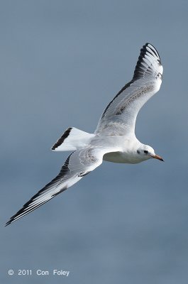 Gull, Black-headed