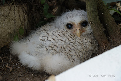 Owl, Barred Eagle (chick)