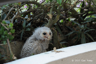 Owl, Barred Eagle (chick)
