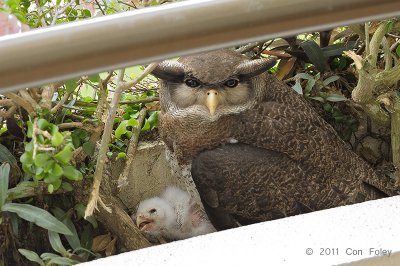 Owl, Barred Eagle (female & chick)