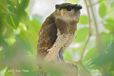 Owl, Barred Eagle Owl (female)