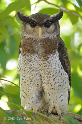 Owl, Barred Eagle Owl (female)