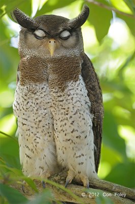 Owl, Barred Eagle Owl (female)