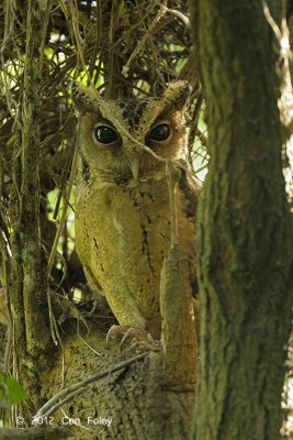 Owl, Sunda Scops (adult) @ Pasir Ris Park