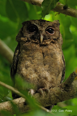 Owl, Sunda Scops (juvenile) @ Pasir Ris Park