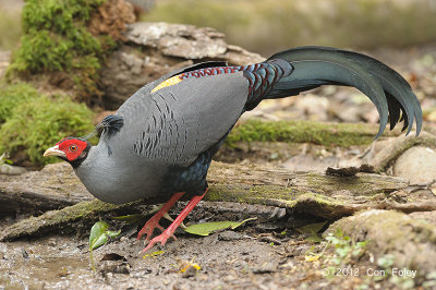 Fireback, Siamese (male) @ Phu Khieo