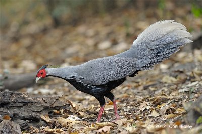 Pheasant, Kaiji (male) @ Kaeng Krachan