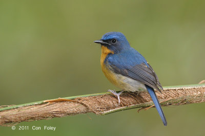 Flycatcher, Hill Blue (male) @ Bukit Tinggi