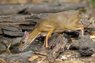 Mousedeer, Lesser