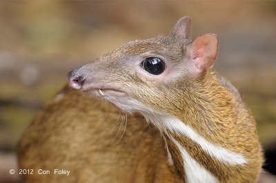 Mousedeer, Lesser (male) @ Kaeng Krachan