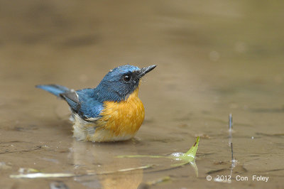 Flycatcher, Tickell's Blue (male) @ Phu Khieo