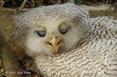 Owl, Barred Eagle (chick)