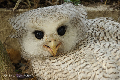 Owl, Barred Eagle (chick)