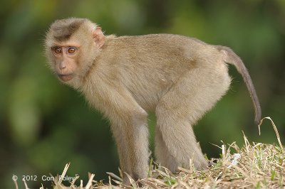 Macaque, Northern Pig tailed (young) @ Khao Yai