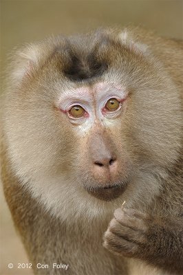 Macaque, Northern Pig-tailed